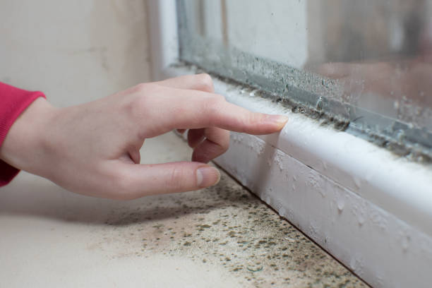 Best Airborne Mold Testing  in Hahnville, LA